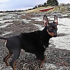 Prazsky krysarik  Peanut R.I.P.