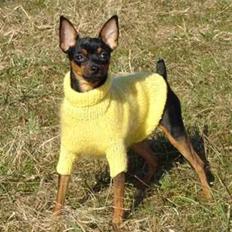 Prazsky krysarik Freja