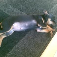 Dvaergpinscher Mille