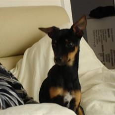 Dvaergpinscher Mille