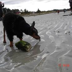 Prazsky krysarik  Peanut R.I.P.