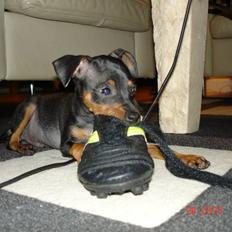 Prazsky krysarik  Peanut R.I.P.