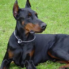 Dobermann Nadal di altobello(DINO)