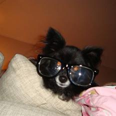 Blanding af racer Felix