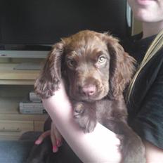 Cocker spaniel Bella
