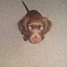 Cocker spaniel Bella