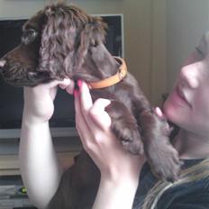 Cocker spaniel Bella
