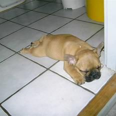 Fransk bulldog Milo <3