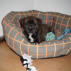 Staffordshire bull terrier Kayser