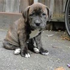 Staffordshire bull terrier Kayser