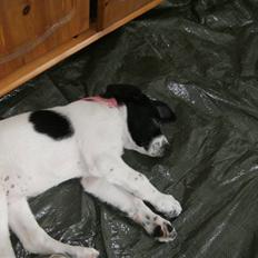 Blanding af racer Bertha