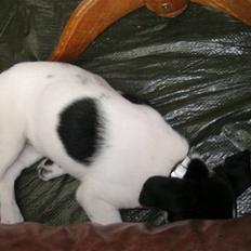 Blanding af racer Bertha