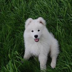 Samojedhund Blue Balou