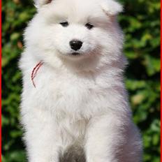 Samojedhund Blue Balou