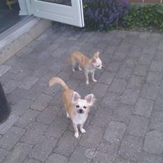 Chihuahua Grayson &' Goldie