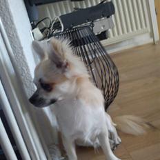 Chihuahua Grayson &' Goldie