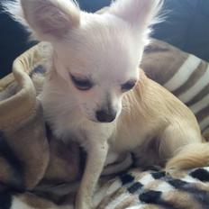 Chihuahua Grayson &' Goldie