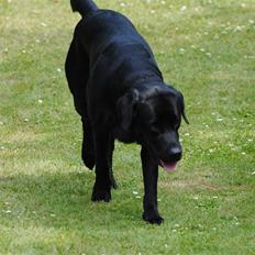 Labrador retriever Bonzo