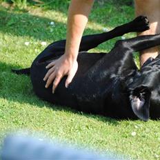 Labrador retriever Bonzo