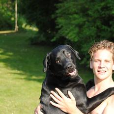 Labrador retriever Bonzo