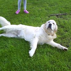 Golden retriever pole pooition de ria vela