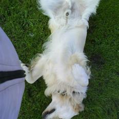 Golden retriever pole pooition de ria vela