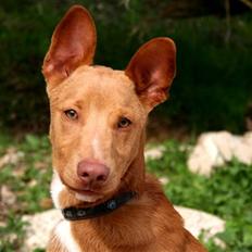 Podenco ibicenco Lucas