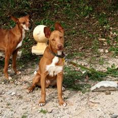 Podenco ibicenco Lucas