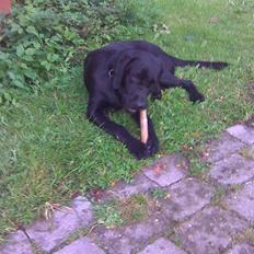 Labrador retriever Zenta