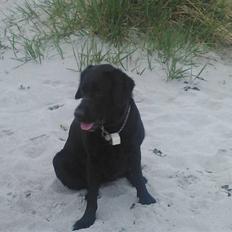 Labrador retriever Zenta