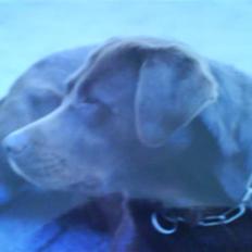 Labrador retriever Nugga