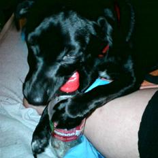 Blanding af racer Trine