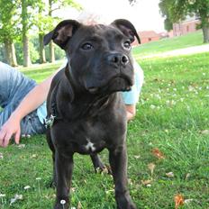 Staffordshire bull terrier Omega 