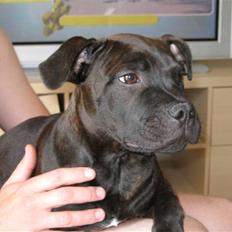 Staffordshire bull terrier Omega 