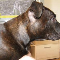 Staffordshire bull terrier Omega 