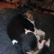 Dansk svensk gaardhund rixi 