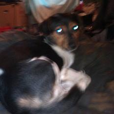 Dansk svensk gaardhund rixi 