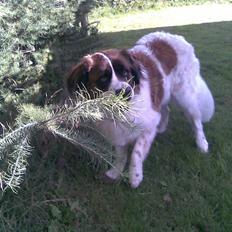 Sankt bernhardshund Sascha R.I.P.