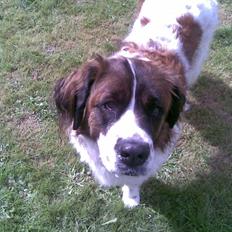 Sankt bernhardshund Sascha R.I.P.