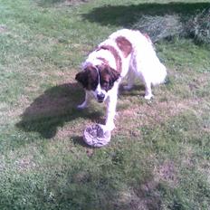 Sankt bernhardshund Sascha R.I.P.