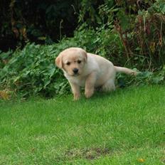 Labrador retriever (Formel 1) Zimba
