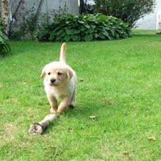 Labrador retriever (Formel 1) Zimba