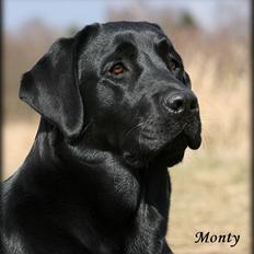Labrador retriever Monty