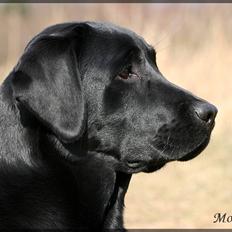 Labrador retriever Monty