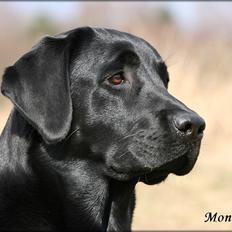 Labrador retriever Monty