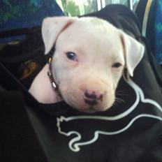 Blanding af racer Nate