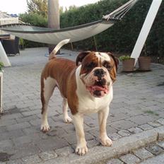 Olde english bulldogge Lillevangs Homer