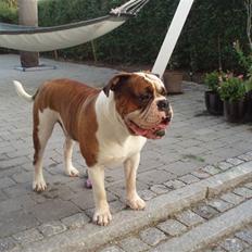 Olde english bulldogge Lillevangs Homer