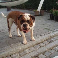 Olde english bulldogge Lillevangs Homer