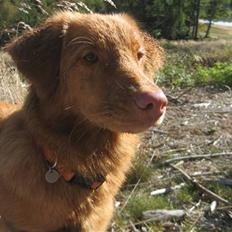 Nova scotia duck tolling retriever Malou (Himmelhund R.I.P)